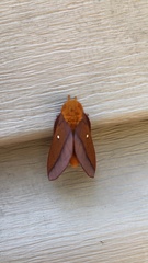 Anisota pellucida