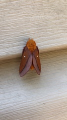 Anisota pellucida