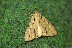 Acronicta psi