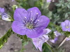 Phacelia grandiflora