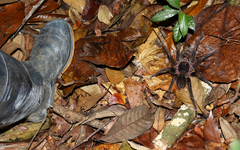 Acanthoscurria simoensi