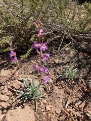 Penstemon confusus