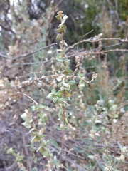 Atriplex paludosa