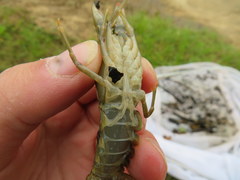 Faxonius punctimanus