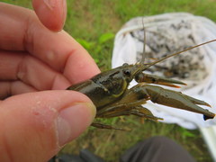 Faxonius punctimanus