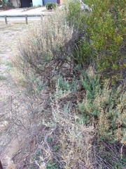 Atriplex paludosa