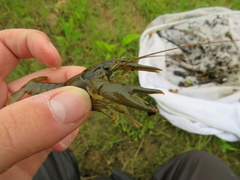 Faxonius punctimanus