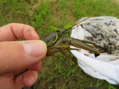 Faxonius punctimanus