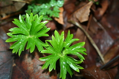 Delphinium trolliifolium