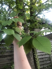 Prunus