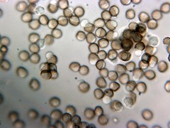 Reticularia intermedia