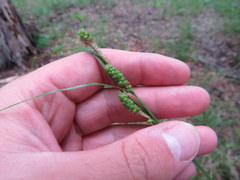 Carex caroliniana