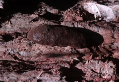 Reticularia intermedia