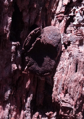 Reticularia intermedia