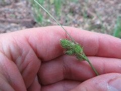 Carex alata