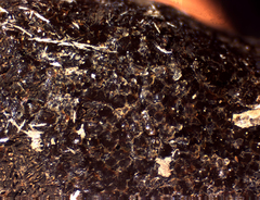 Reticularia intermedia