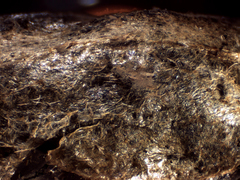 Reticularia intermedia