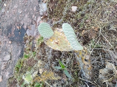 Opuntia leucotricha