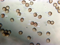 Reticularia intermedia