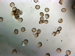 Reticularia intermedia