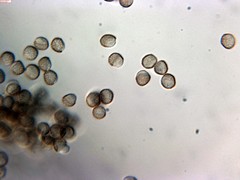 Reticularia intermedia