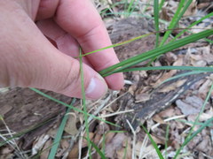 Carex alata