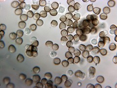 Reticularia intermedia