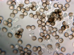 Reticularia intermedia