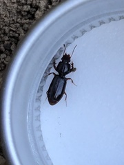 Clivina