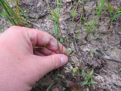 Ranunculus laxicaulis