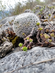 Mammillaria haageana