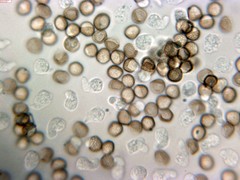 Reticularia intermedia