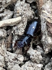 Clivina
