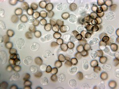 Reticularia intermedia