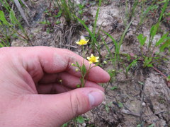Ranunculus laxicaulis