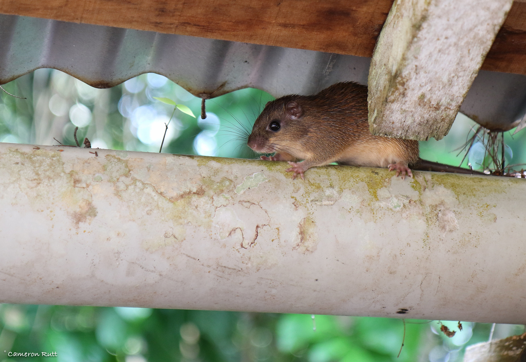 Brazilian Spiny Tree Rat (Makalata didelphoides) - Know Your Mammals