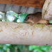 Brazilian Spiny Tree Rat - Photo (c) Cameron Rutt, some rights reserved (CC BY-NC), uploaded by Cameron Rutt