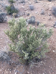 Mortonia utahensis