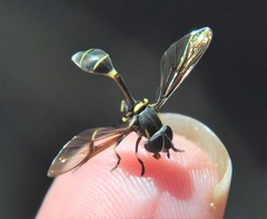 Eosalpingogaster