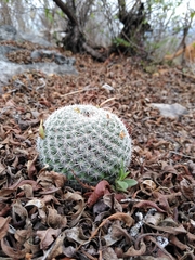 Mammillaria haageana