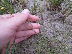 Ranunculus laxicaulis