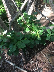 Quercus michauxii image