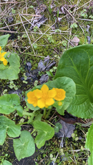 Caltha palustris