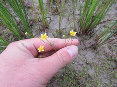 Ranunculus laxicaulis