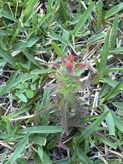 Castilleja arvensis