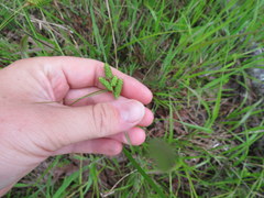 Carex caroliniana