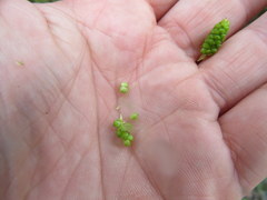 Carex caroliniana