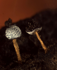 Physarum scoticum