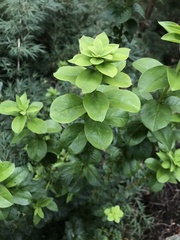 Archidasyphyllum diacanthoides