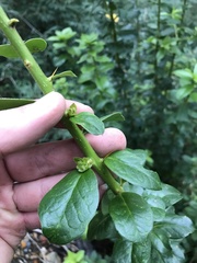 Archidasyphyllum diacanthoides